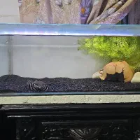 چانا بلوپالچرا اکواریوم