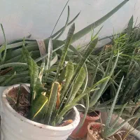 گل خانگی|گل و گیاه طبیعی|معصومیه, |دیوار