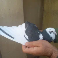 کفتر استفاده|پرنده|تهران, مختاری|دیوار