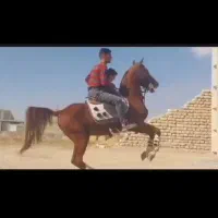 نریان سواری دار عالی