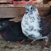 کبوتر های پرشی سالم ب تضمین|پرنده|املش, |دیوار