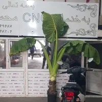 گل بابا آدم غول پیکر