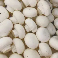 قارچ دکمه ای درجه1