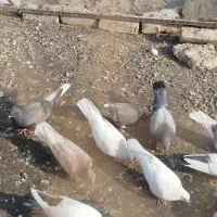 کفتر تهرانی