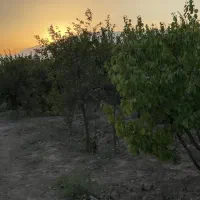 فروش باغ روستای یونس آباد|فروش خانه و ویلا|شاهرود, |دیوار