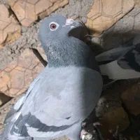 کبوتر پلاکی مسافتی بازرگان نشسته|پرنده|گناباد, |دیوار