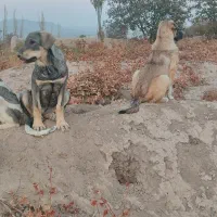 طلا|حیوانات|ملکان, |دیوار