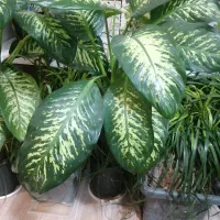 گل و گیاه آپارتمانی دیفن باخیا، یوکا ابلغ، فیکوس