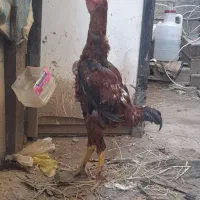 فروش‌جوجه‌لار
