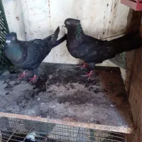 با سلام خدمت دوستان عزیز و عشق باز|پرنده|رشت, گیل|دیوار