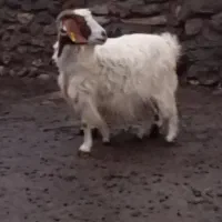 یک عدد بز شیر هم میده|حیوانات مزرعه|اردبیل, |دیوار