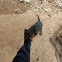 توله دوبرمن ماده|سگ|دزفول, |دیوار