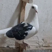 کفتر کبوتر ماده پشت کویتی کاکلی