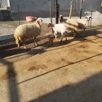 گوسفند میش بره