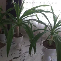 سلام گلها زیبا وقشنگ یک عدد ۹صد هزارتمان گلدنهای|گل و گیاه طبیعی|بروجرد, |دیوار