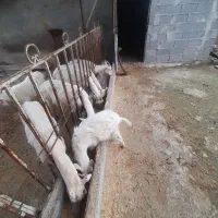 بزسانن|حیوانات مزرعه|تولم شهر, |دیوار