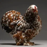 کوشین رد متلد فول اصیل بسیارزیبا