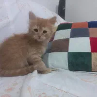 توله گربه واگذاری