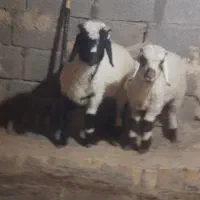 بره نر دو تا باهم 20ملیون