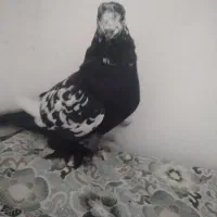 کبوتر قفه|پرنده|اهر, |دیوار