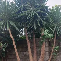 دو عدد گل یوکا بزرگ ۵متری