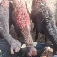 میش ۴ راس