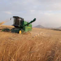 فروش دو تن گندم دیم