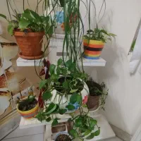 استند با گلدان