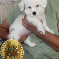 سگ خانگی