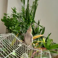 عروس هلندی|پرنده|مبارکه, |دیوار