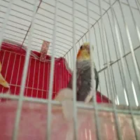 یک عروس هلندی نر و کوتوله برزیلی نر|پرنده|اسفراین, |دیوار