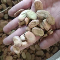 باقالی خشک