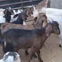 10راس بزغاله دورگ پاکستانی شیرمست موقعیت بردسکن|حیوانات مزرعه|مشهد, رباط طرق|دیوار