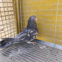 سه عدد کبوتر سرور نرپرشی‌.