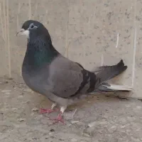 کبوتر ماده خرقه سینه کیپ