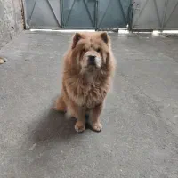 چاو چاو فروش و یا معاوضه