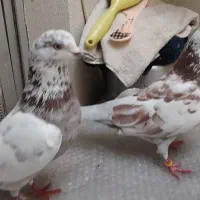 یک جفت کبوتر بعداز ظهری