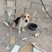 پیدا شده|سگ|بهبهان, |دیوار