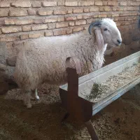 بره نر