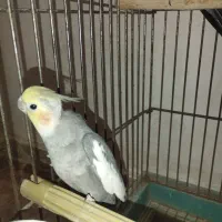 عروس هلندی|پرنده|نسیم‌شهر, |دیوار