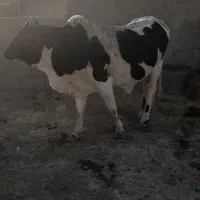گوساله نر چاق و برای فروش