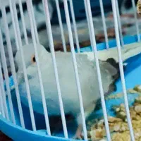 عروس هلندی با جوجه|پرنده|زاهدان, |دیوار