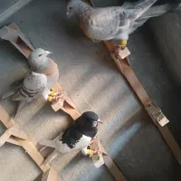 کفتر سوسنی دس اولی|پرنده|شیراز, سعدیه شمالی|دیوار