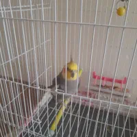 عروس هلندی با قفس