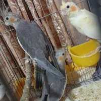 عروس هلندی|پرنده|اصفهان, کشاورزی|دیوار