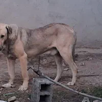 سگ پژدر|سگ|اردبیل, |دیوار