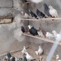 کبوتر لونه ای همه رقم
