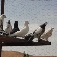 حدود ۲۰ طوق کبوتر پرشی درجه یک