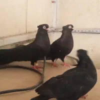 کبوتر