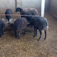 میش دندون دار